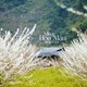 Kinh nghiệm du lịch Mộc Châu 