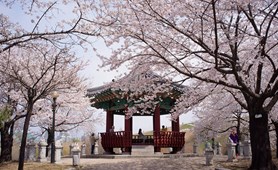 Tour Hàn Quốc: Hoa Anh đào Seoul - Jeju - Nami – Lotte World - Yeouido