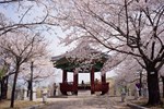 Tour Hàn Quốc: Hoa Anh đào Seoul - Jeju - Nami – Lotte World - Yeouido