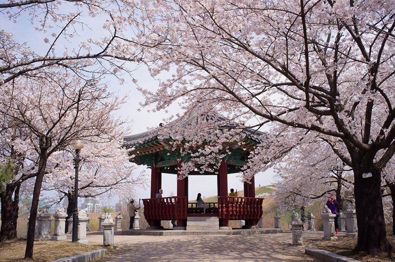 Tour Hàn Quốc: Hoa Anh đào Seoul - Jeju - Nami – Lotte World - Yeouido