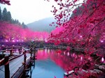 Tour Đài Loan - Hoa Anh đào: Cao Hùng - Nam Đầu - Đài Trung - Đài Bắc