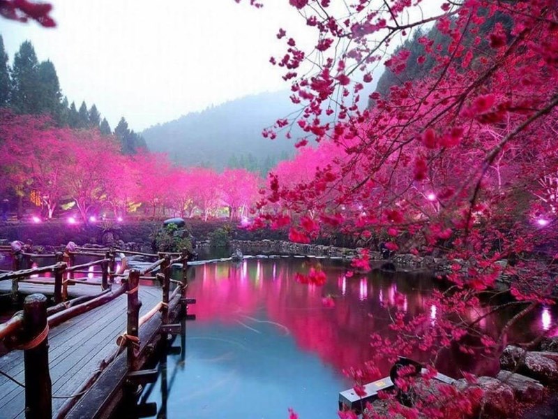 Tour Đài Loan - Hoa Anh đào: Cao Hùng - Nam Đầu - Đài Trung - Đài Bắc