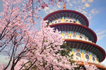 Tour Đài Loan - Hoa Anh đào: Đài Bắc - Đài Trung - Nam Đầu - Cao Hùng