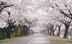 Tour Hàn Quốc: Hoa Anh đào Seoul – Nami – Everland – Cv Yeouido - Du Thuyền Sông Hàn
