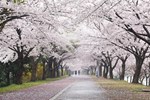 Tour Hàn Quốc: Hoa Anh đào Seoul – Nami – Everland – Cv Yeouido - Du Thuyền Sông Hàn
