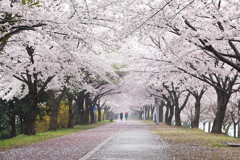 Tour Hàn Quốc: Hoa Anh đào Seoul – Nami – Everland – Cv Yeouido - Du Thuyền Sông Hàn